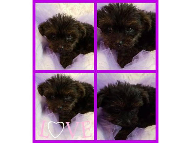 10 weeks old Yorkie poo puppies for sale in Cincinnati ...