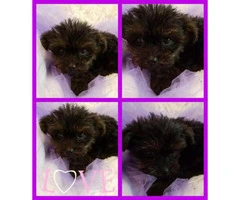 10 weeks old Yorkie poo puppies for sale - 2
