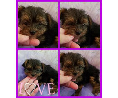 10 Weeks Old Yorkie Poo Puppies For Sale In Cincinnati Ohio Puppies For Sale Near Me