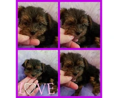 10 weeks old Yorkie poo puppies for sale - 3
