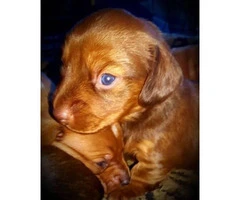 Full blooded male dachshunds for sale