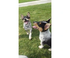 Beautiful Mini Blue heelers
