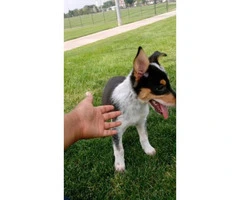 Beautiful Mini Blue heelers