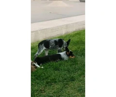 Beautiful Mini Blue heelers