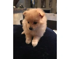 Puppy Pomeranian looking for a lovely home - 1