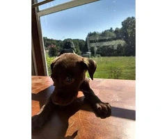 8 week old LabraBull Puppies for sale - 2