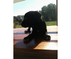 8 week old LabraBull Puppies for sale - 4