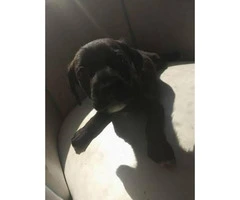8 week old LabraBull Puppies for sale - 5
