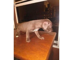 8 week old LabraBull Puppies for sale - 6