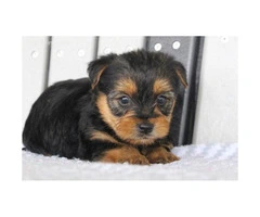 cute yorkie pups for sale - 1