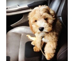 Adorable 4.5 month old make Cavapoo puppy for sale - 1