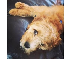 Adorable 4.5 month old make Cavapoo puppy for sale - 2