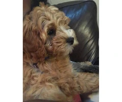 Adorable 4.5 month old make Cavapoo puppy for sale - 3