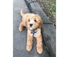 Adorable 4.5 month old make Cavapoo puppy for sale - 4