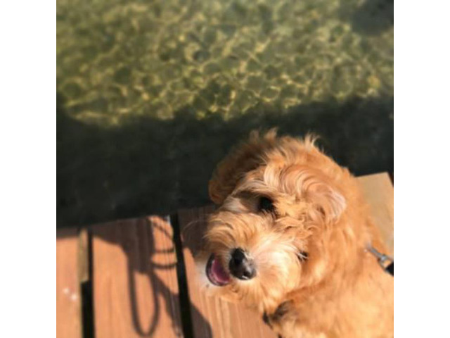 Adorable 4.5 month old make Cavapoo puppy for sale in ...