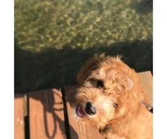 Adorable 4.5 month old make Cavapoo puppy for sale - 5