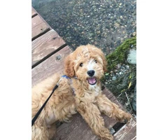 Adorable 4.5 month old make Cavapoo puppy for sale - 6