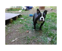 Up for adoption 8 month old American Bully