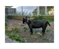 Up for adoption 8 month old American Bully - 4