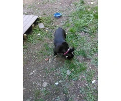 Up for adoption 8 month old American Bully - 5
