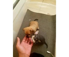 One Brown Male & One Grey Female Chihuahua Puppies for sale