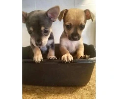One Brown Male & One Grey Female Chihuahua Puppies for sale - 2