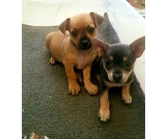 One Brown Male & One Grey Female Chihuahua Puppies for sale - 3