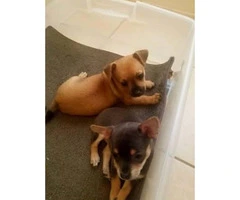 One Brown Male & One Grey Female Chihuahua Puppies for sale - 4