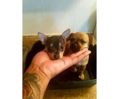 One Brown Male & One Grey Female Chihuahua Puppies for sale - 5
