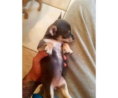 One Brown Male & One Grey Female Chihuahua Puppies for sale - 6