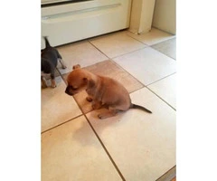One Brown Male & One Grey Female Chihuahua Puppies for sale - 8
