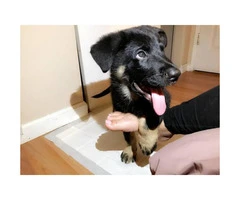 2 male German shepherd puppies available - 2