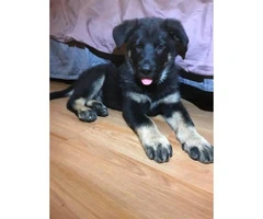 2 male German shepherd puppies available - 3
