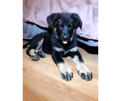 2 male German shepherd puppies available - 4