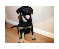 2 male German shepherd puppies available - 5