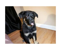 2 male German shepherd puppies available - 6