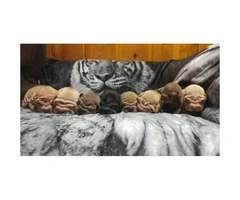 Male & Female Shar pei Puppies for Sale
