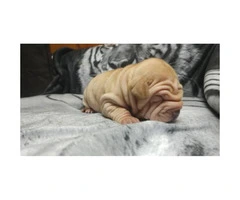 Male & Female Shar pei Puppies for Sale - 2