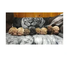 Male & Female Shar pei Puppies for Sale - 3