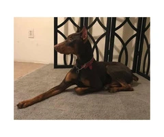 Doberman pups Available For Sale