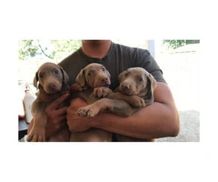Doberman pups Available For Sale - 2