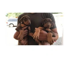 Doberman pups Available For Sale - 3