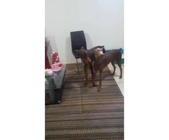 Doberman pups Available For Sale - 4