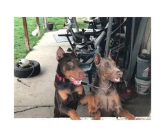 Doberman pups Available For Sale - 7