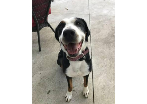 Greater Swiss Mountain Dog Looking for a responsible family to adopt
