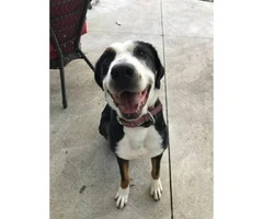 Greater Swiss Mountain Dog Looking for a responsible family to adopt
