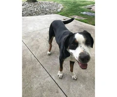 Greater Swiss Mountain Dog Looking for a responsible family to adopt - 3
