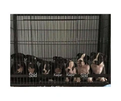 American Bully pups are just about 8 weeks old and ready for their forever homes.