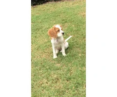 4 month old Cavalier King Charles available