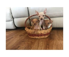 3 super cute and sweet Chihuahua puppies